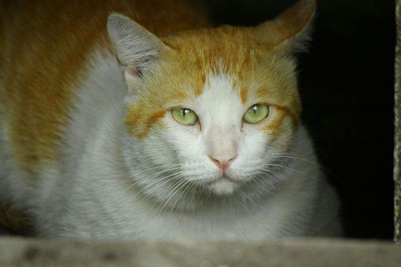 How Enrichment Keeps Shelter Cats Happy and Curious