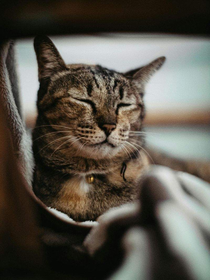 Paws & Whiskers Haven Singapore 14