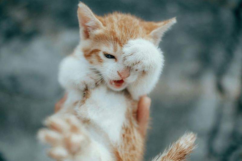 Paws & Whiskers Haven Singapore 2